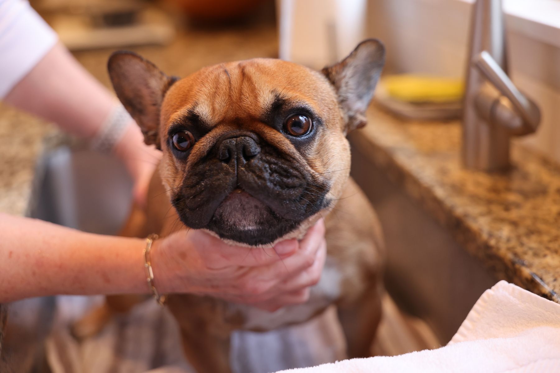 Een Franse bulldog wordt gewassen in de wasbak