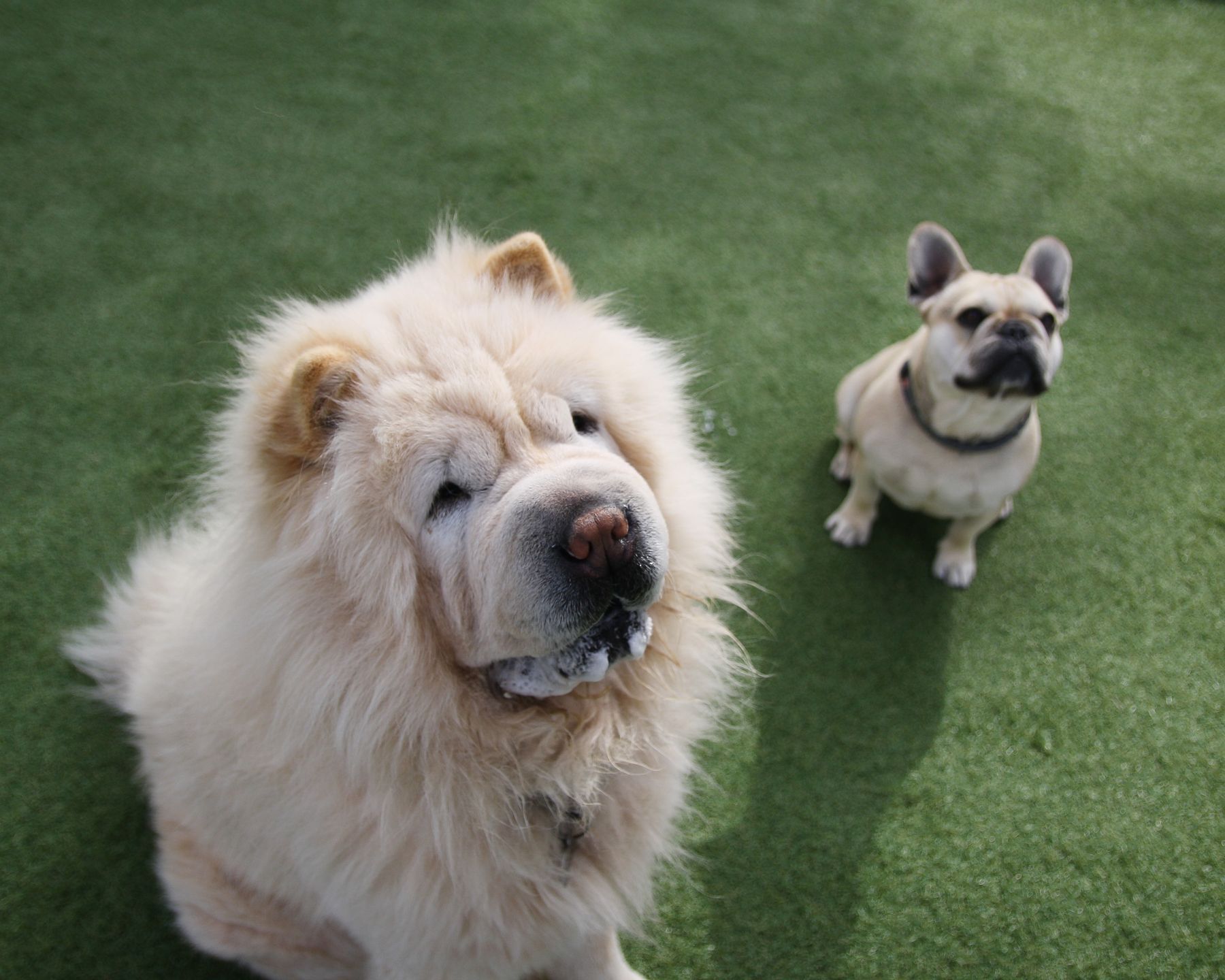 Een chow chow en een Franse bulldog op het gras
