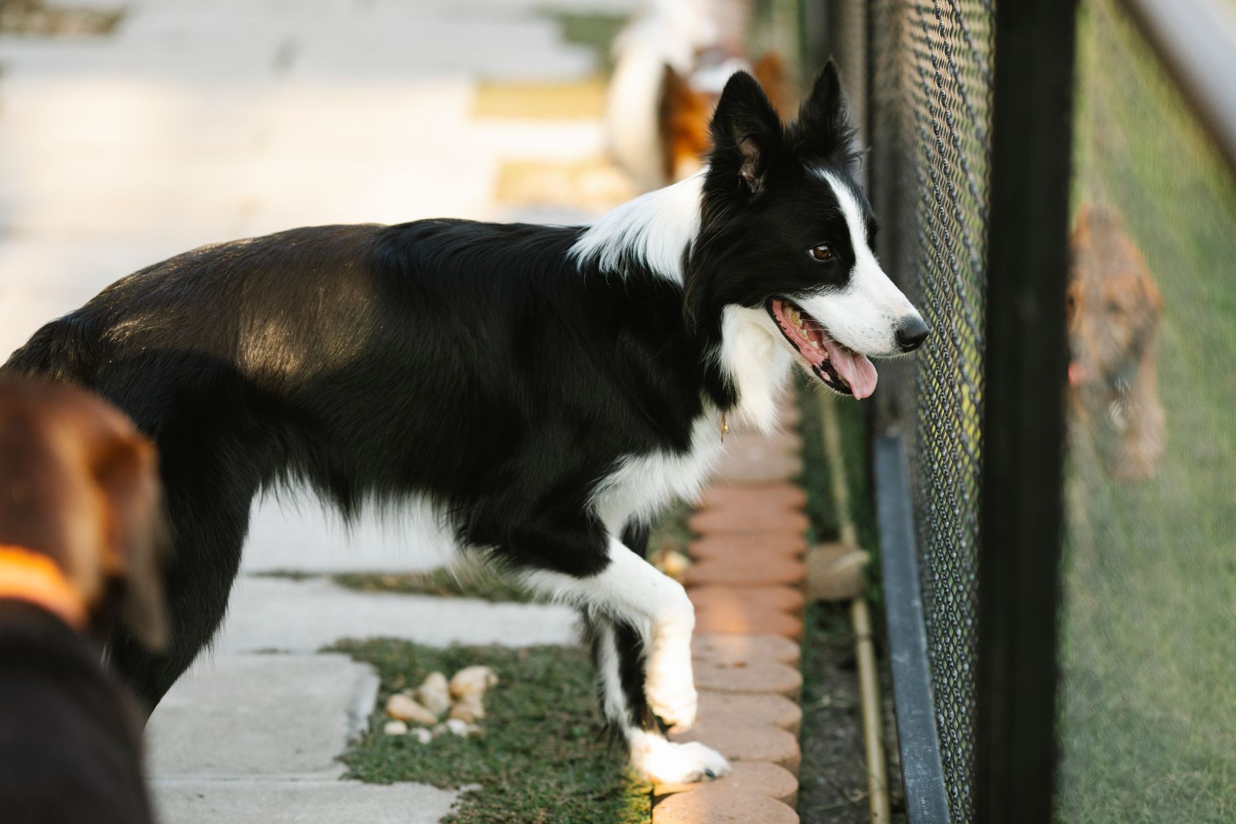 Een border collie loopt langs het hek van een hondenverblijf