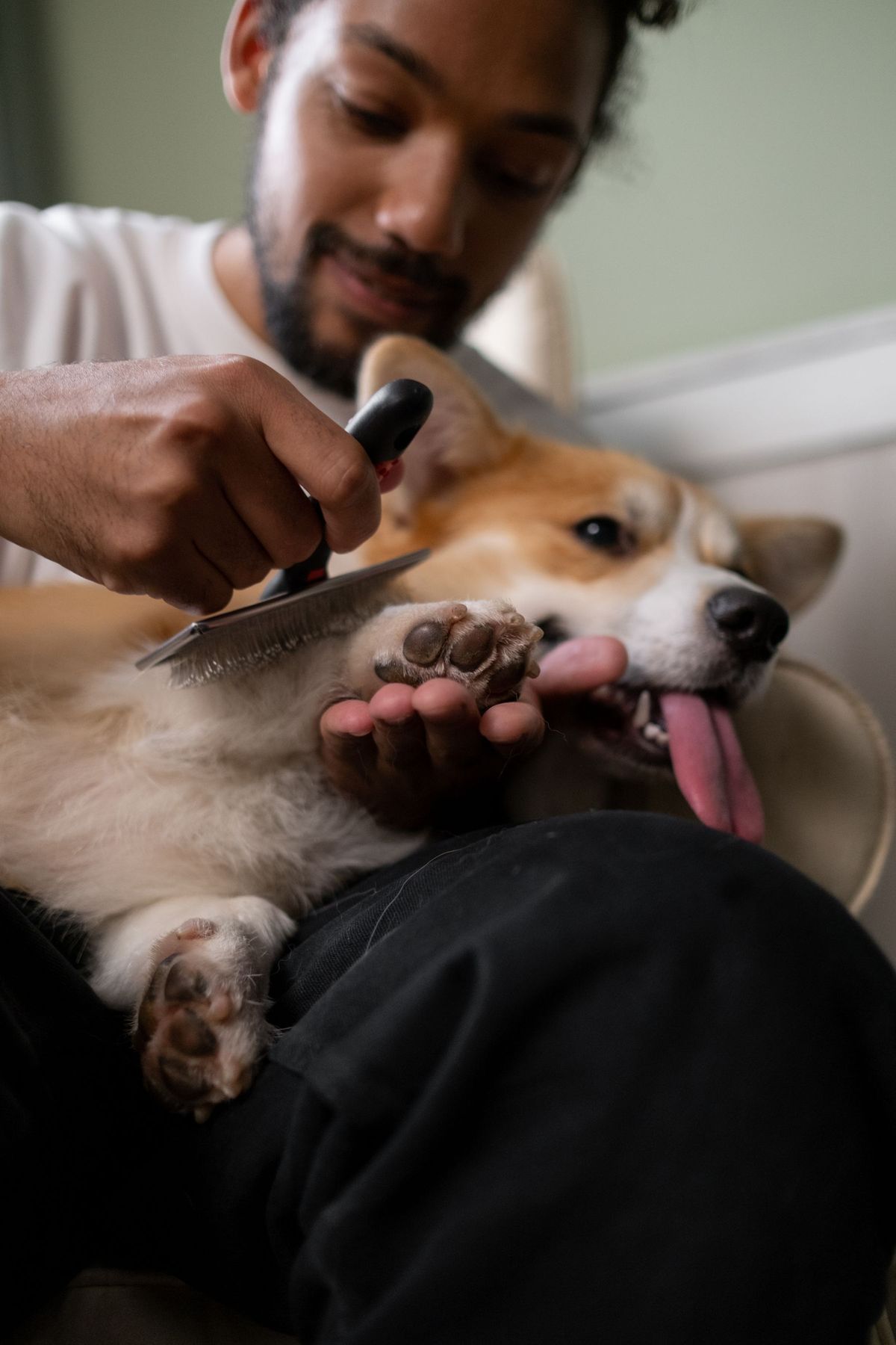 Een corgi wordt geborsteld op de schoot van zijn baasje