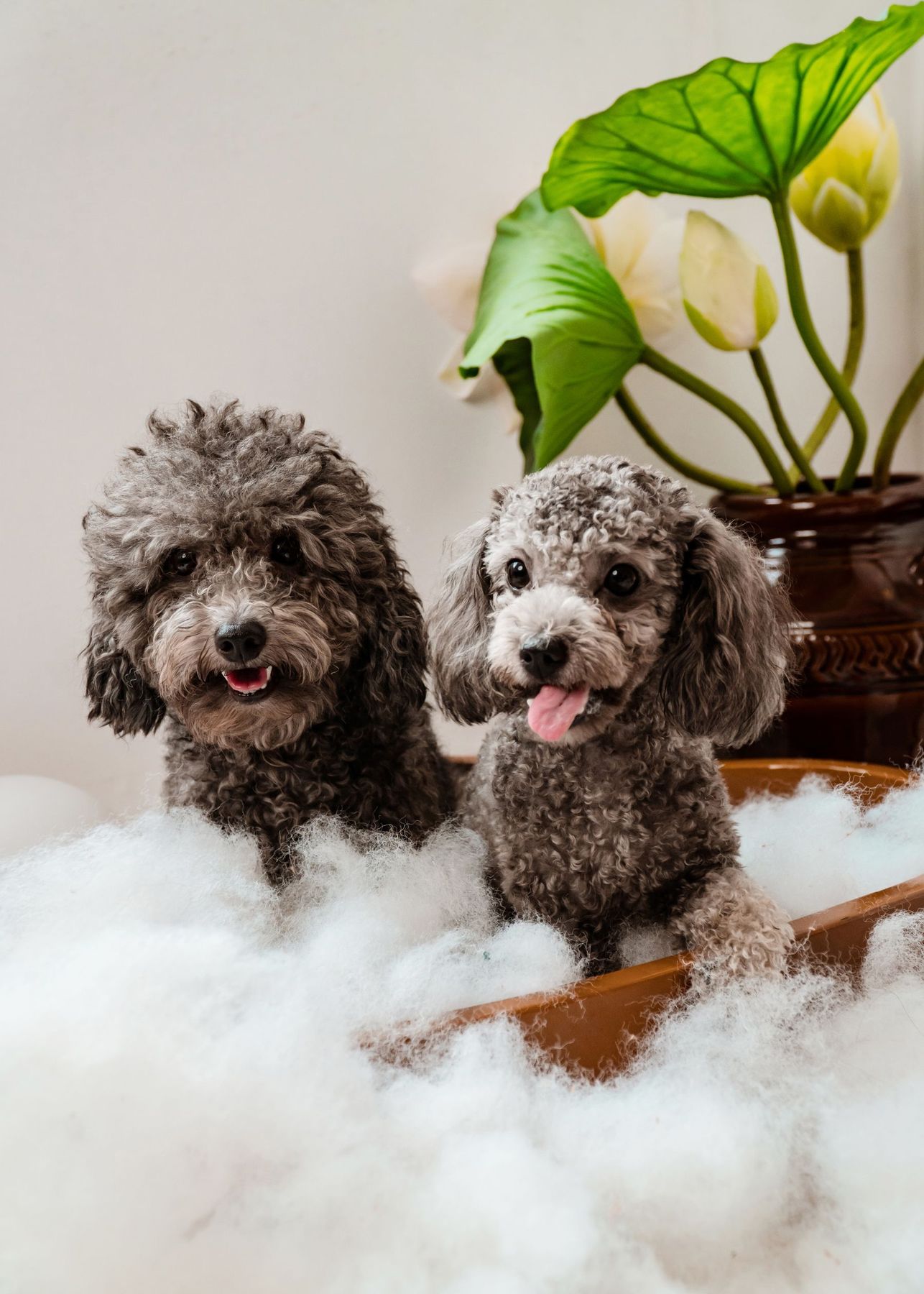 Twee doodles zitten samen in een schuimbad