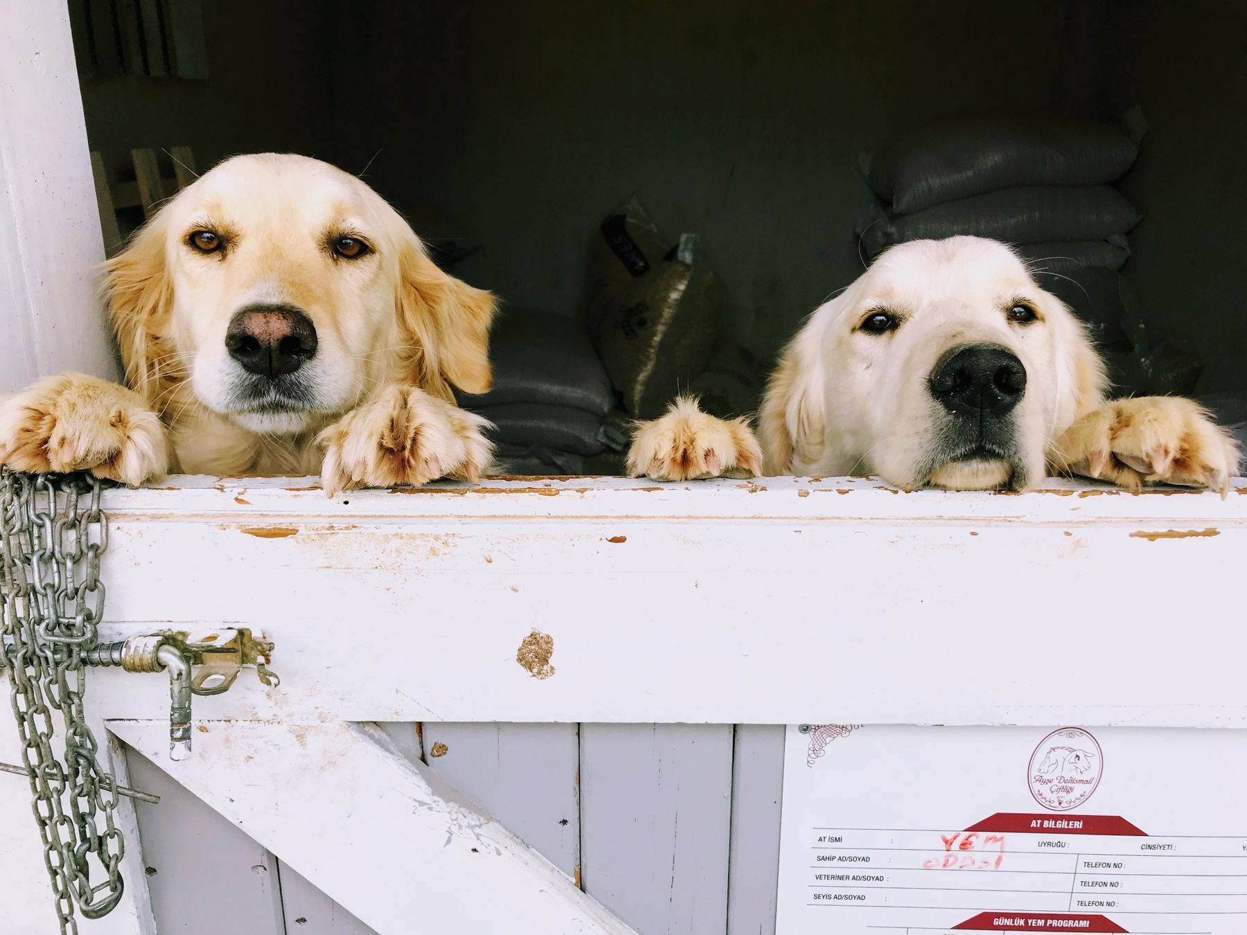 Twee golden retrievers kijken over het hekje van hun verblijf