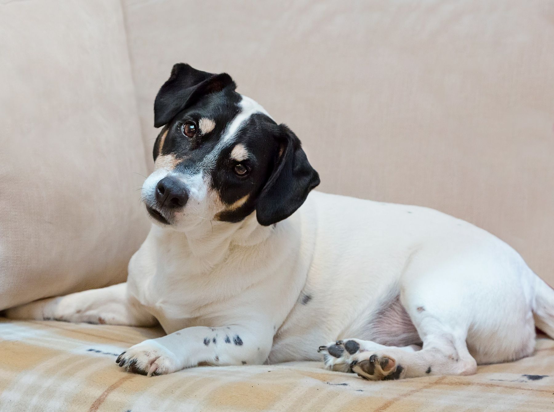 Een jack russell ligt op de zetel en kijkt nieuwsgierig in de lens