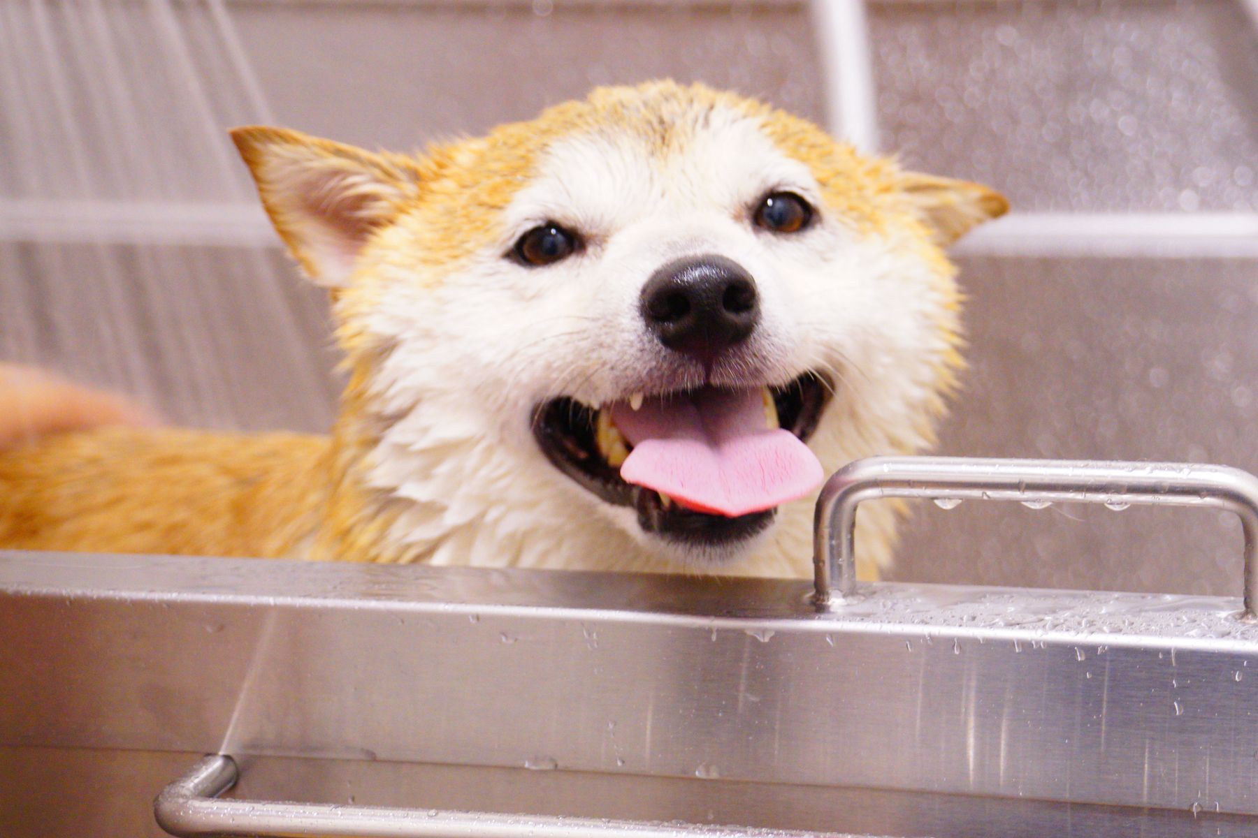 Een blije shiba inu in het trimbad