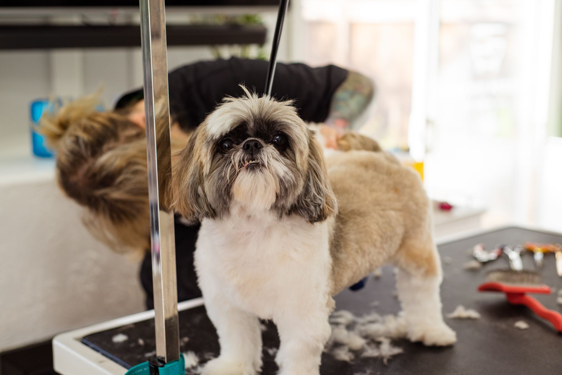 Een pas getrimde shih tzu op de trimtafel
