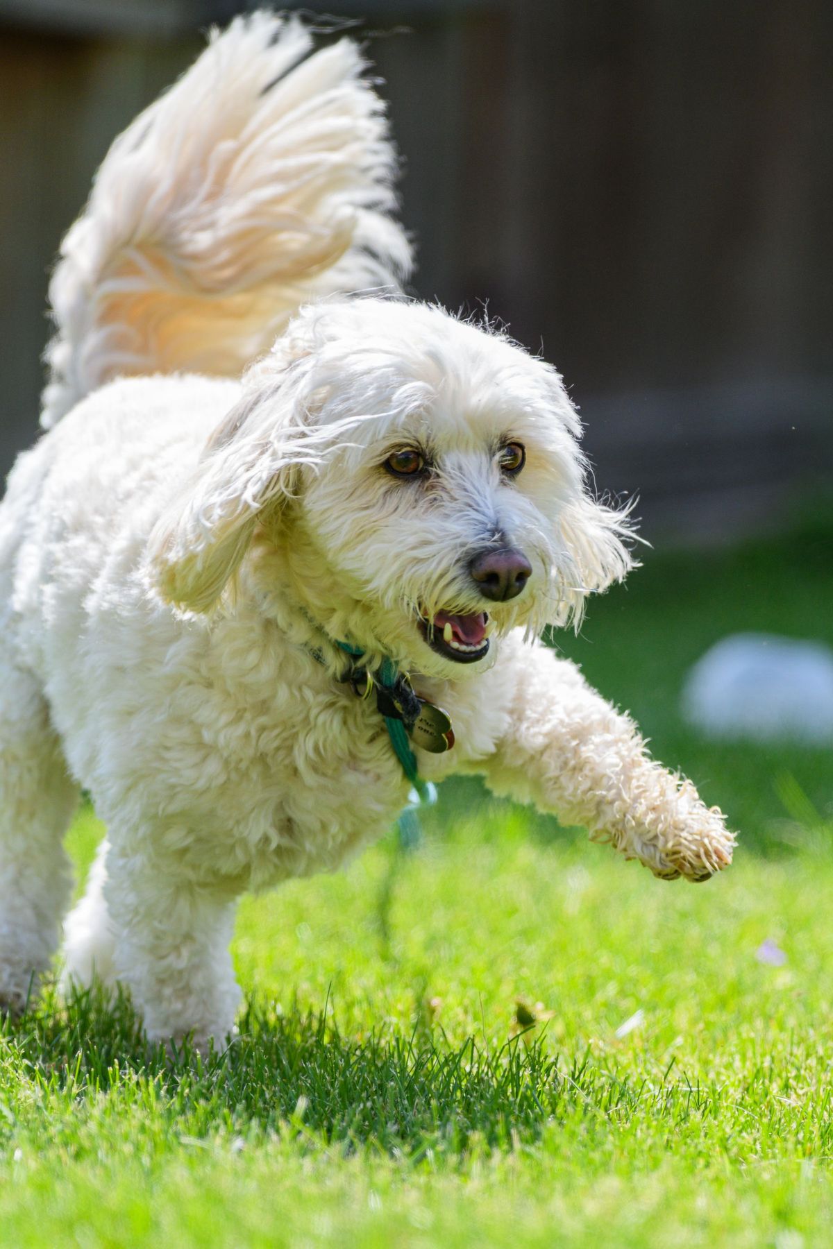 Een wit hondje rent vrolijk door het gras