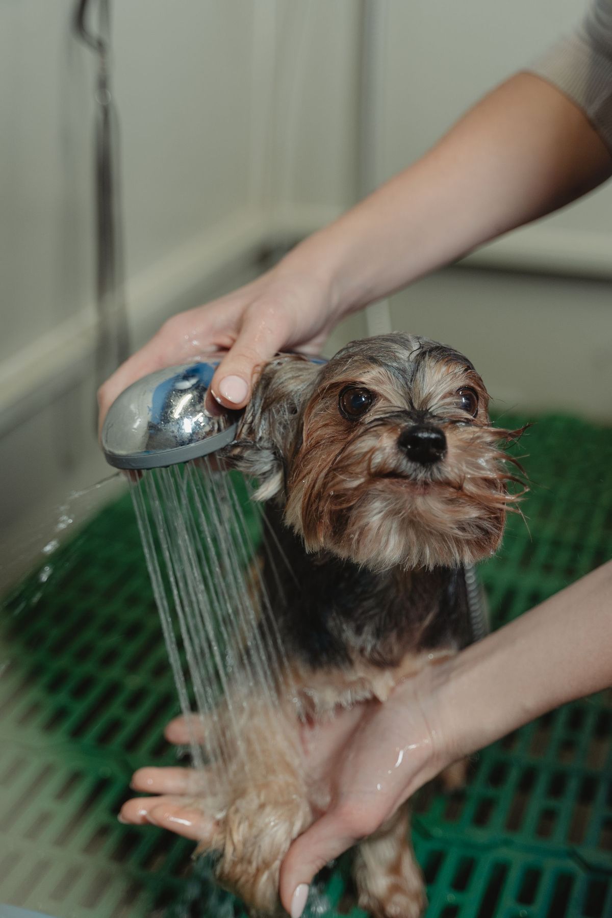 Een yorkshire terriër wordt gewassen onder de douche